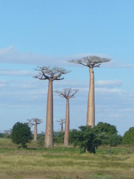 mi recorrido profesional amaia cano fisioterapia donostia - Osteopatía y Fisioterapia Imagen simbólica de baobabs que representa el recorrido profesional y la conexión con las raíces en el proyecto terapéutico de Amaia Cano, Donostia - San Sebastián.